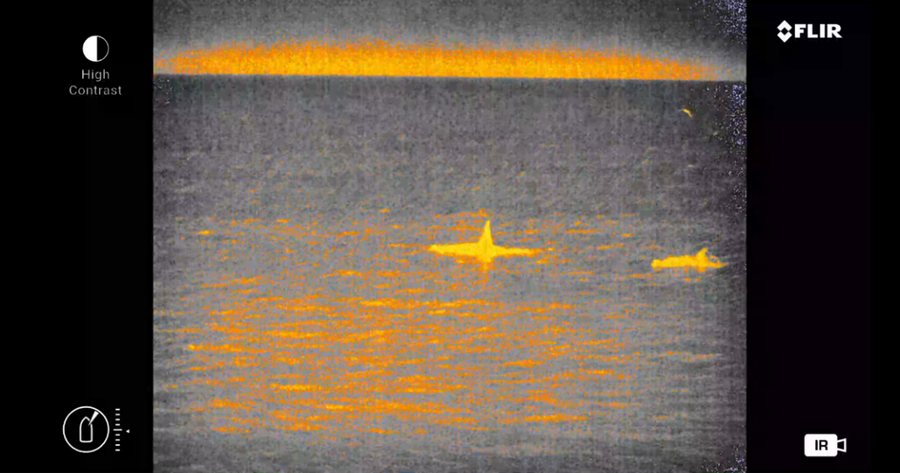 Infrared camera image of two orcas surfacing, one with its dorsal fin raised